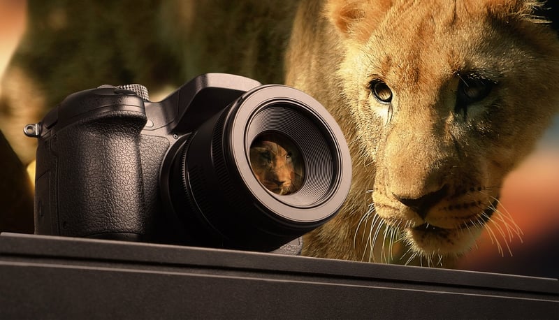 Safari Equipment